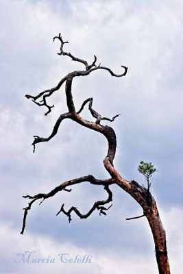 TWISTED TREE-7391.jpg