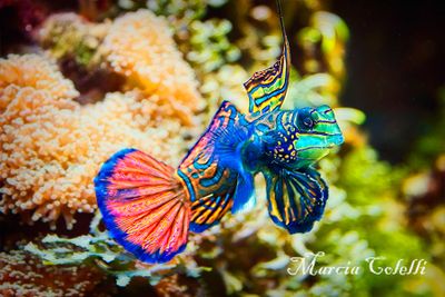 MANDARIN FISH 2673.jpg