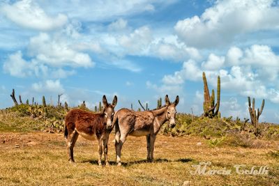 DONKEYS IN ARIKOK NATIONAL PARK -0655.jpg