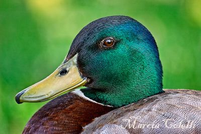 MALLARD-5116.jpg