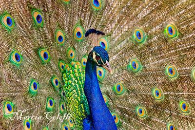 PEACOCK-5006.jpg