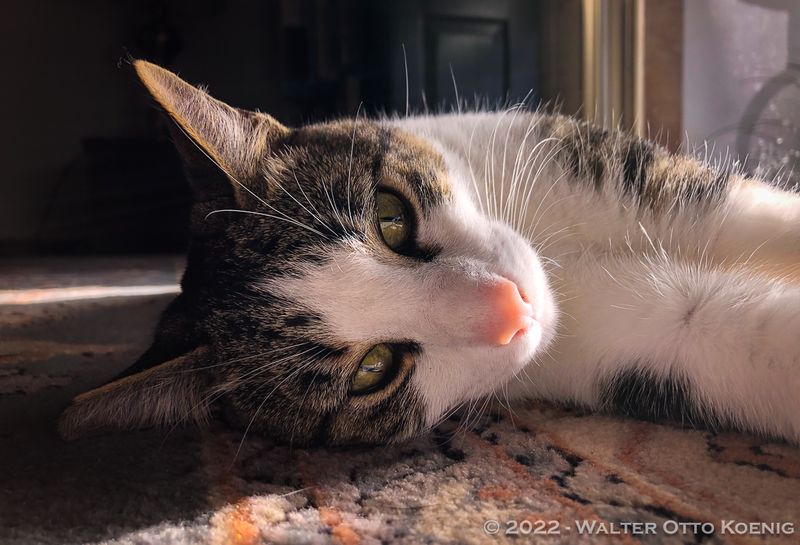 Morning Sun