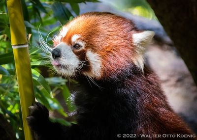 Red Pandas