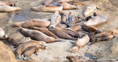 Sleeping Seals near La Jolla Cove