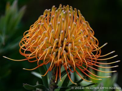 Protea