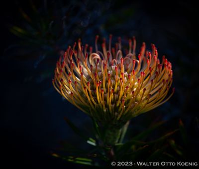 Protea