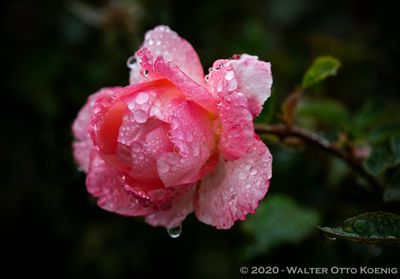 The Magical Rose Garden