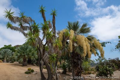 Desert Garden