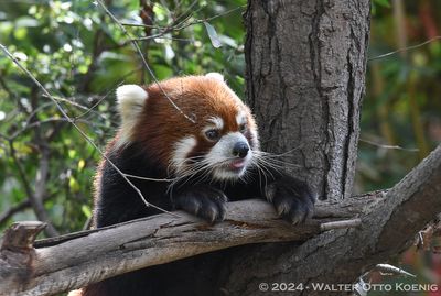 Red Pandas