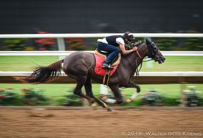 Horse Racing Panning