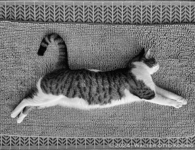 Super Cat