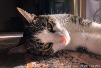 Morning Sun