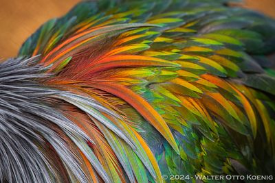 Feathers of a Nicobar Pigeon