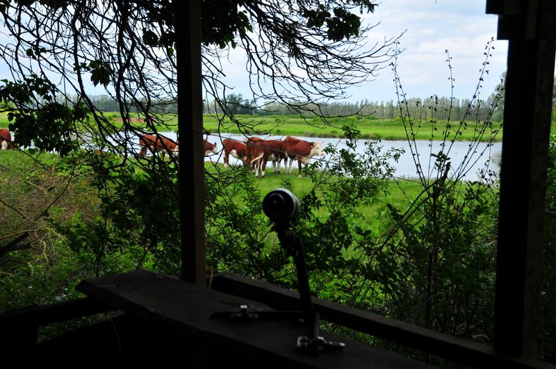 NGJ_9508 - Copy.JPG
