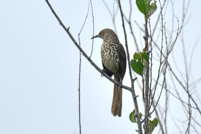 Long-billed Thrasher