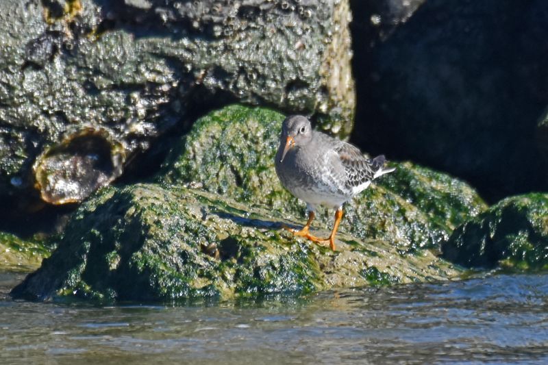 Purple Sandpiper