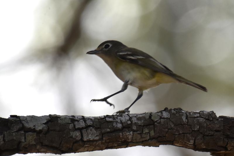 Cassins Vireo