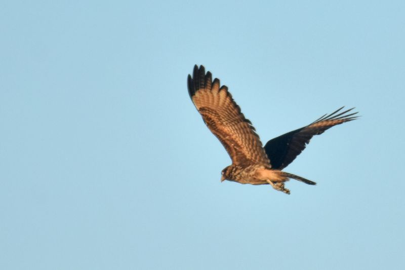 Yellow-headed Caracara