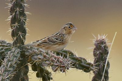 Grasshopper Sparrow