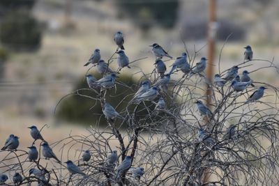 Pinyon Jays