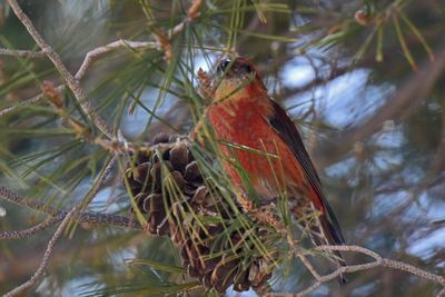 Red Crossbill, Male