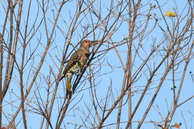 Northern Flicker, Yellow Shafted, Female