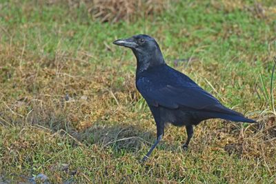 American Crow