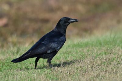 American Crow