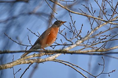 American Robin