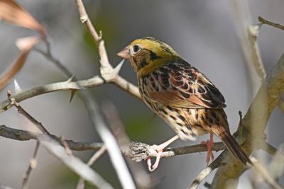 Henslow's Sparrow