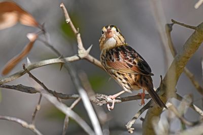 Henslow's Sparrow