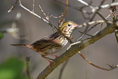 Henslow's Sparrow