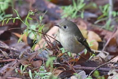 Ruby-crowned Kinglet