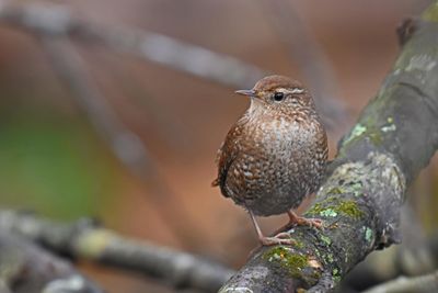 Winter Wren