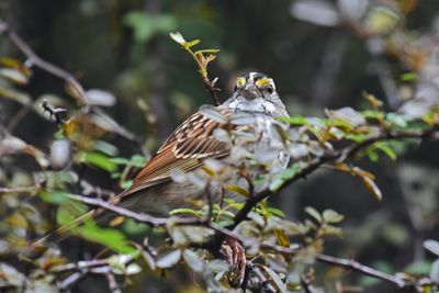 White-throated Sparrow