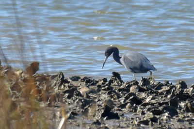 Little Blue Heron