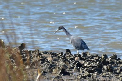 Little Blue Heron