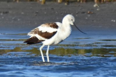 American Avocet