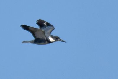 Belted Kingfisher, Male
