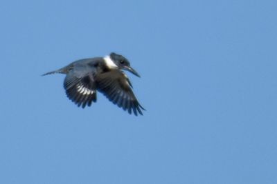 Belted Kingfisher, Male