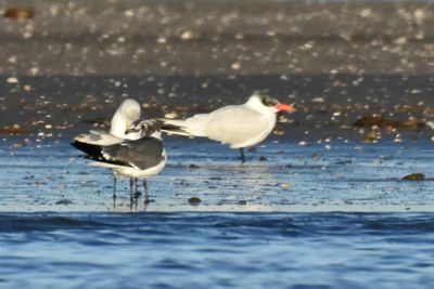 Caspian Tern with Laughing and Ring-billed Gulls