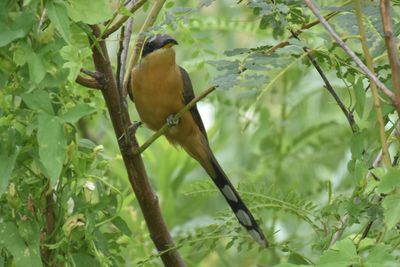 Mangrove Cuckoo