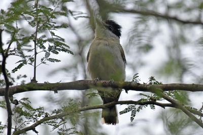 Gray-collared Becard