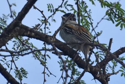 Gray-collared Becard, Immature Male (5)