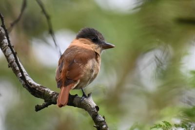 Rose-throated Becard, Female (3)