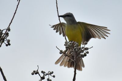 Tropical Kingbird