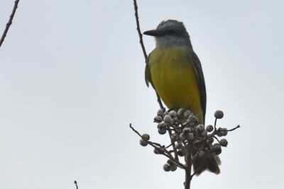 Tropical Kingbird