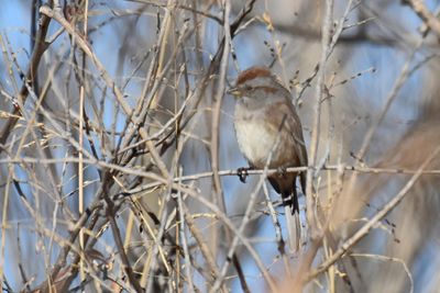 American Tree Sparrow