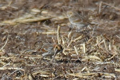 Lapland Longspur