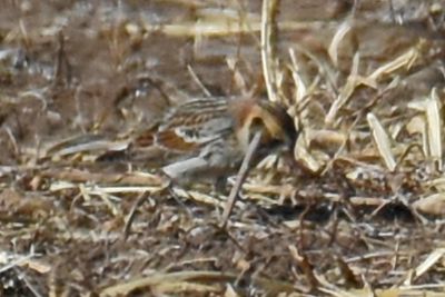 Lapland Longspur